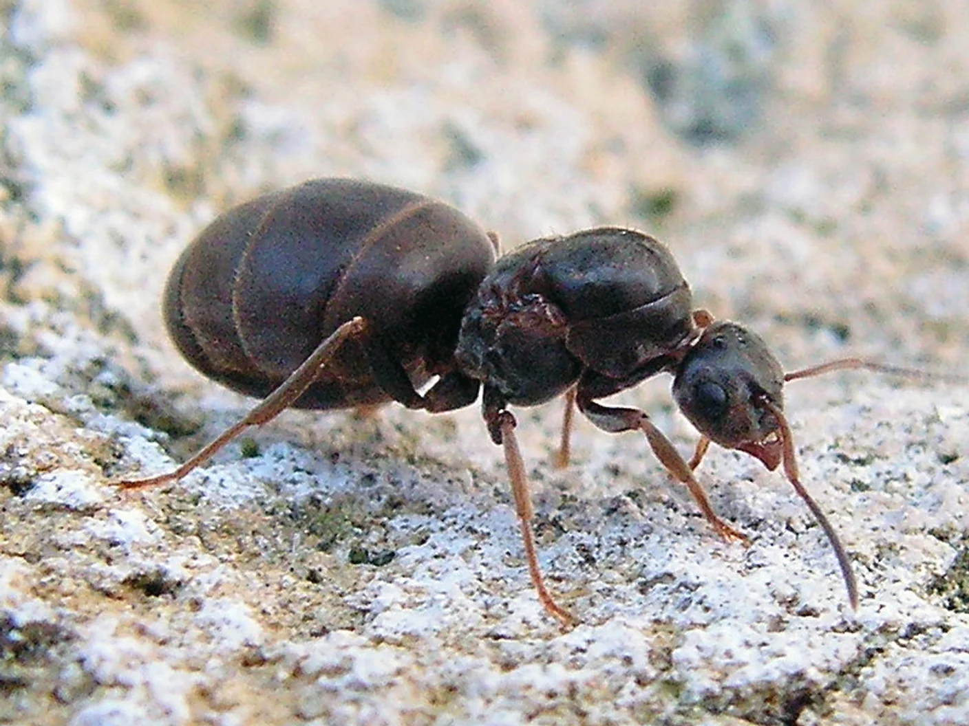 Siyah Bahçe Karıncası (Lasius niger)